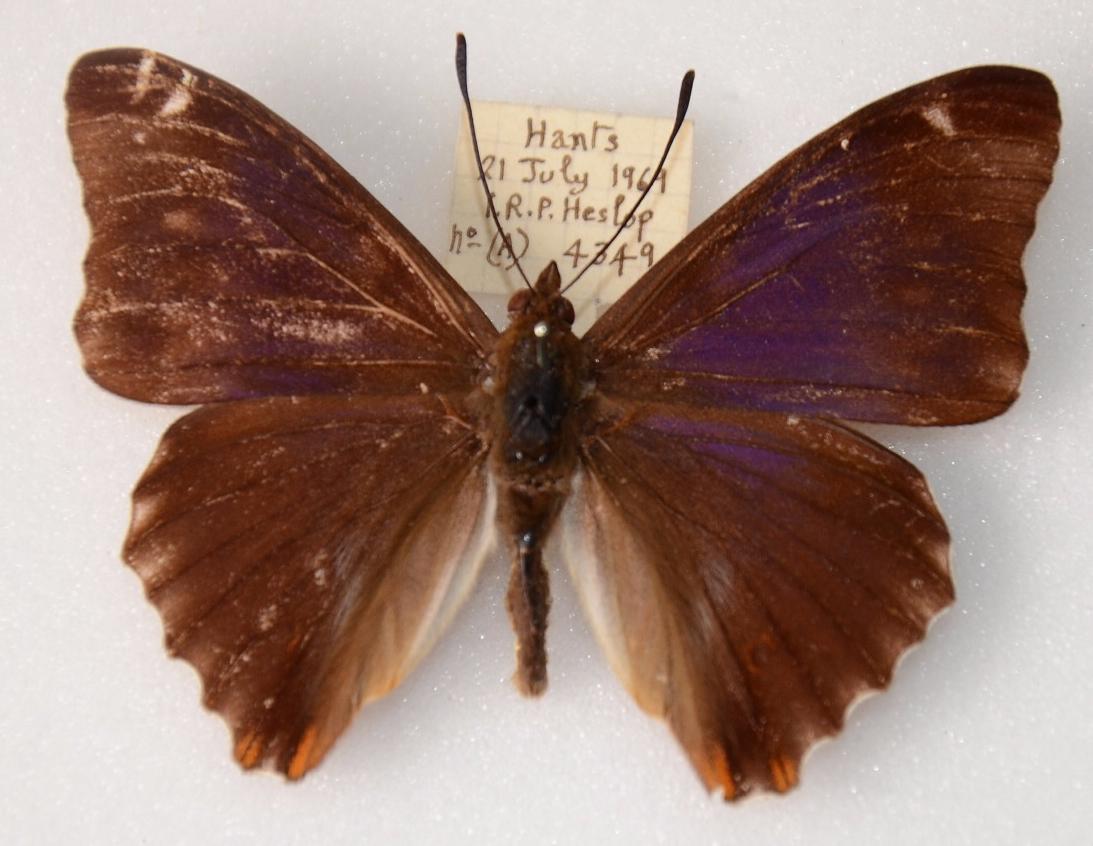 Apatura iris iole male (aberration) 09 [Internet image property of respective owner, non commercial use only]